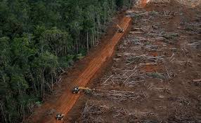 deforestasi